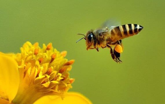 Allarme: la produzioni di api è in crollo verticale
