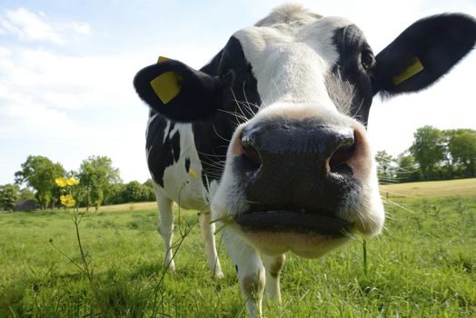 Latte non molisano in Molise: il nodo è la trasformazione economica del territorio