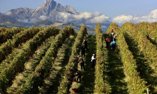 I vini d’Abruzzo puntano agli Usa e alla Cina