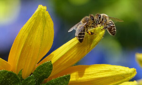 Ambiente e salute, il basilare ruolo svolto dalle api