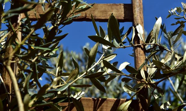 Larino (Cb), settimana della cultura dell’olivo